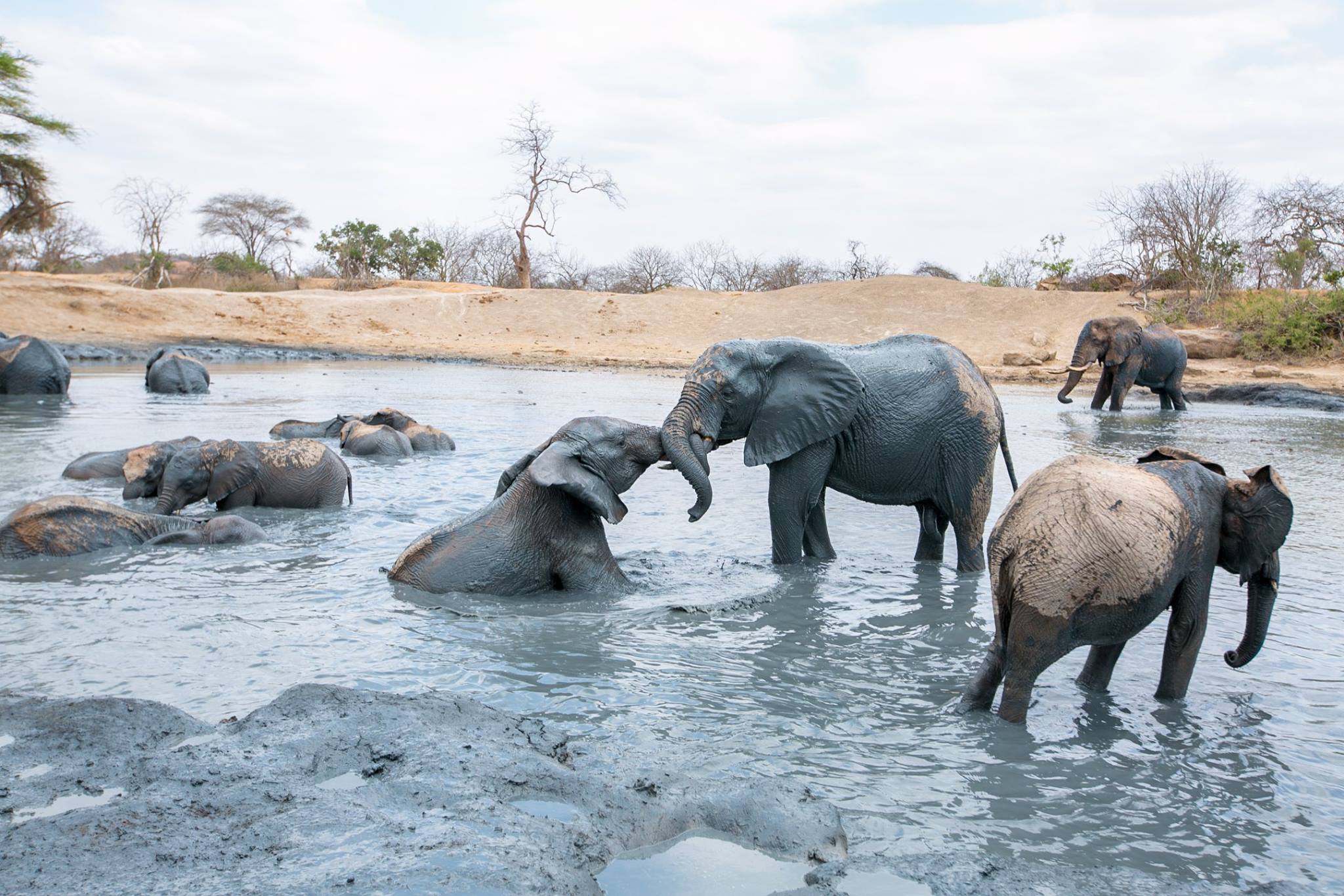 President Uhuru - elephants