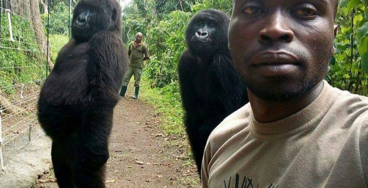 Photo of Two Gorillas Posing for a Selfie Like Humans Goes Viral Online