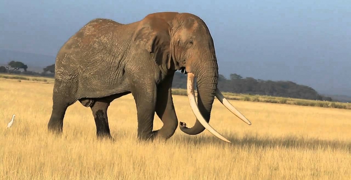 Tim, Africa's Largest Elephant, Dies In Kenya At Age 50 | Mwakilishi.com