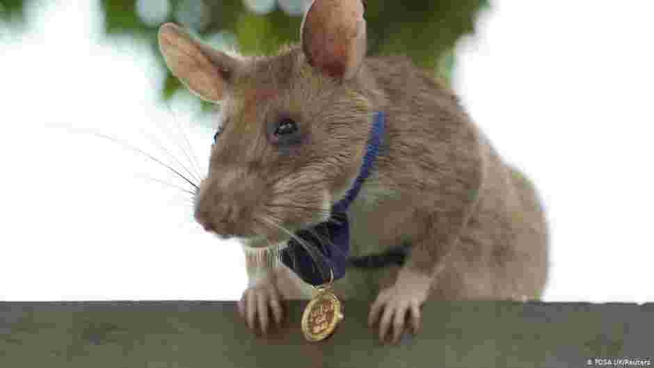 Tanzanian Rat Awarded Gold Medal for Live-Saving Bravery in Detecting Explosives