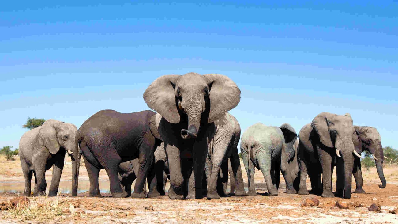 Kenyans Asked to Submit Views on Relocation of 13 Elephants from the UK to Kenya