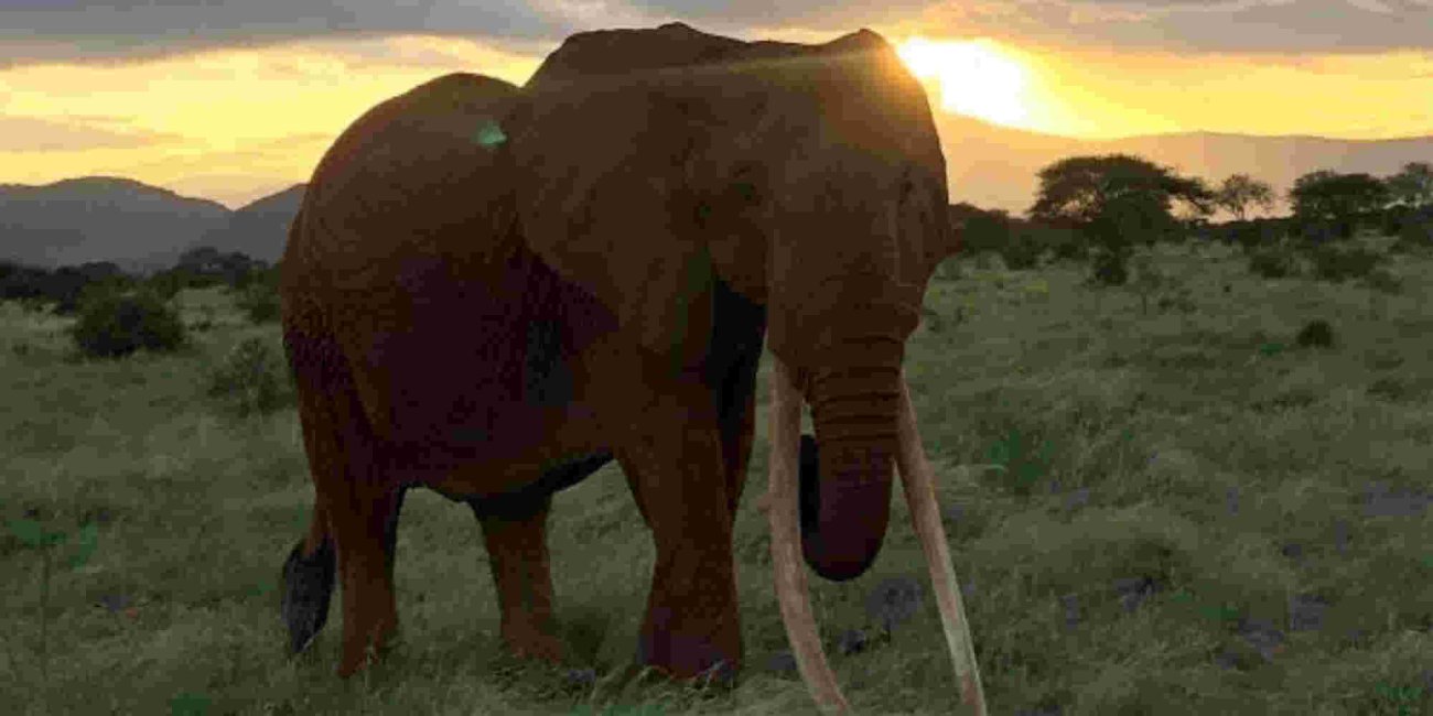 'Africa's Largest Female Tusker' Dies in Kenya's Tsavo East National Park 