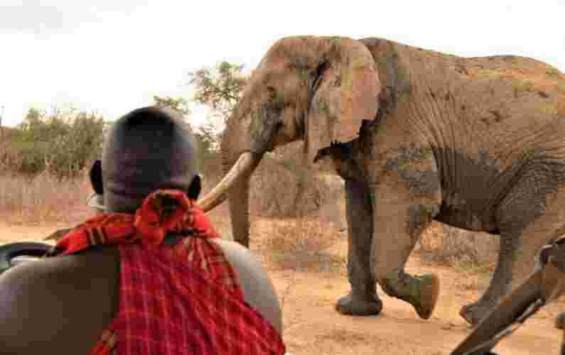 Tembo Naming Festival: Kenyans to Pay Up to Sh500,000 to Have an Elephant Named After Them