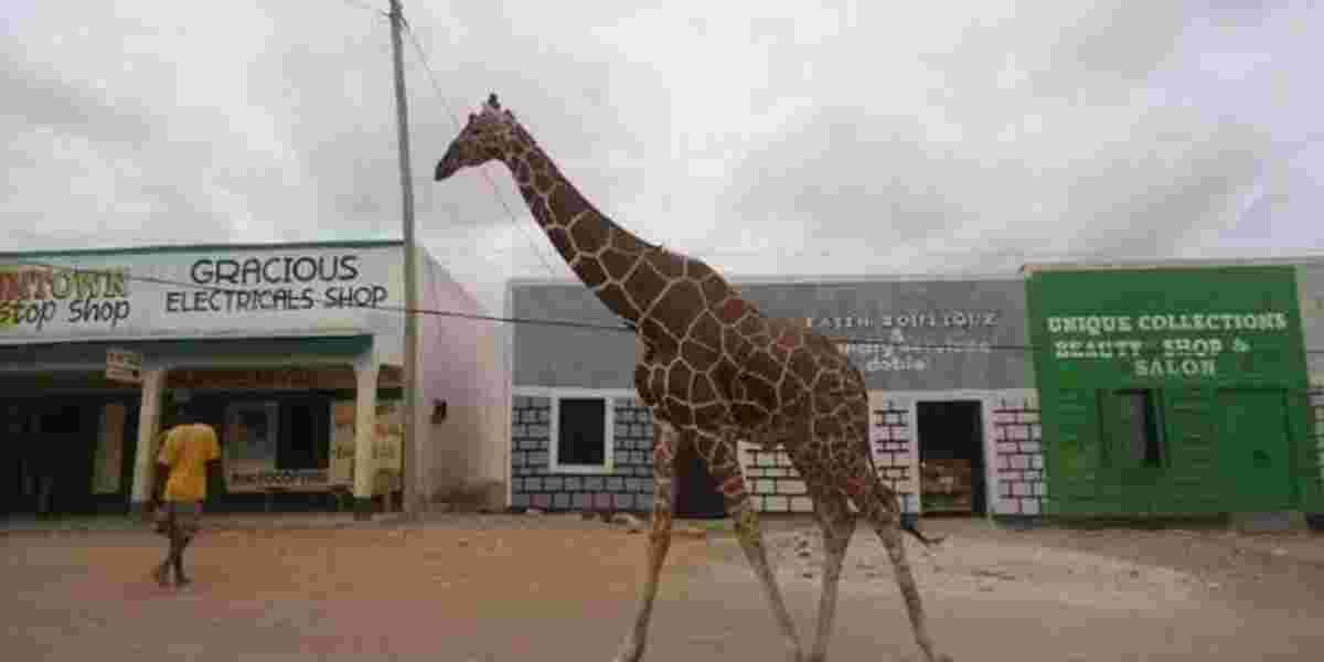 Poaching Crisis Threatens Garissa's Iconic Giraffes and Antelopes