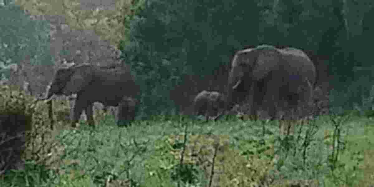 Kenya Celebrates Latest Twin Elephant Birth