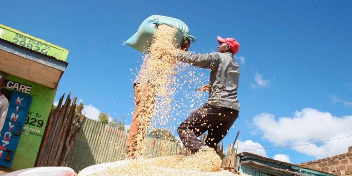 Kenya Faces Maize Shortage as Prices Hit New Highs