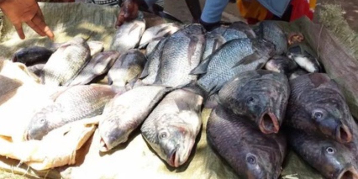 Study: 60% of Kisumu Fish Contaminated with E. coli