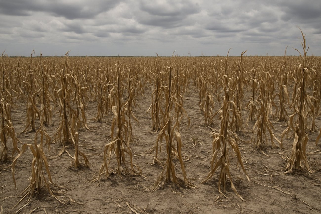 Maize Production Plummets 60%, Triggering Food Security Concerns in Kenya