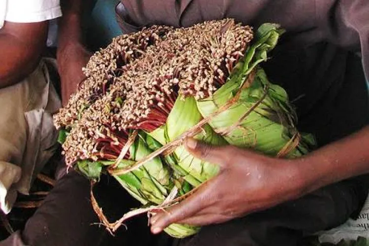 Latvian Man Jailed for Smuggling Miraa into the UK from Nairobi
