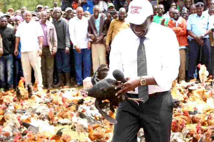 'Hustler' DP William Ruto Returns to Kambi Ya Kuku Where He Once Sold Chicken to Motorists, Launches Chicken Auction