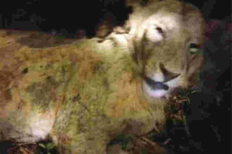 Bizarre: Cow Strangles Lion to Death in Kenya