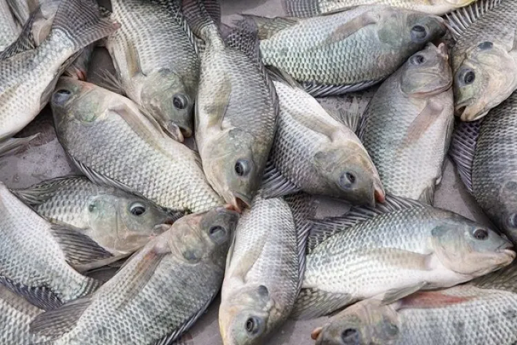 Kenyan Gov't Suspends Ban Imposed on Chinese Fish