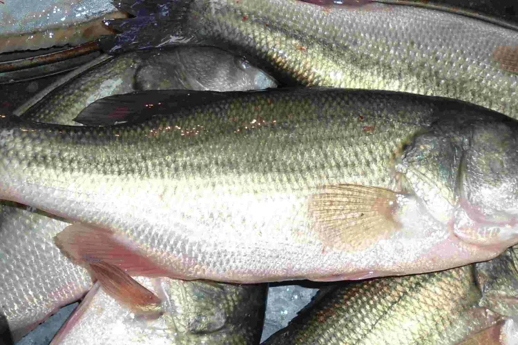 Lab Tests Find Chinese Fish in Kenyan Market Contain Toxic Metals Including Mercury