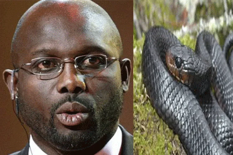 Liberia President George Weah Forced to Work from Home as Snakes Invade His Office