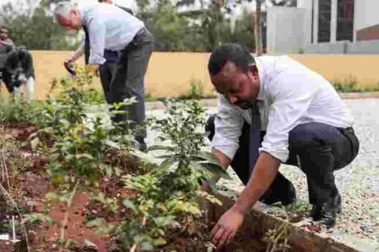Ethiopia Plants over 300 Million Trees in 12 Hours to Break World Record