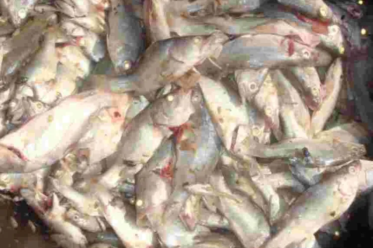 Gov’t Shelves Plan to Ban Importation of Chinese Fish into Kenya