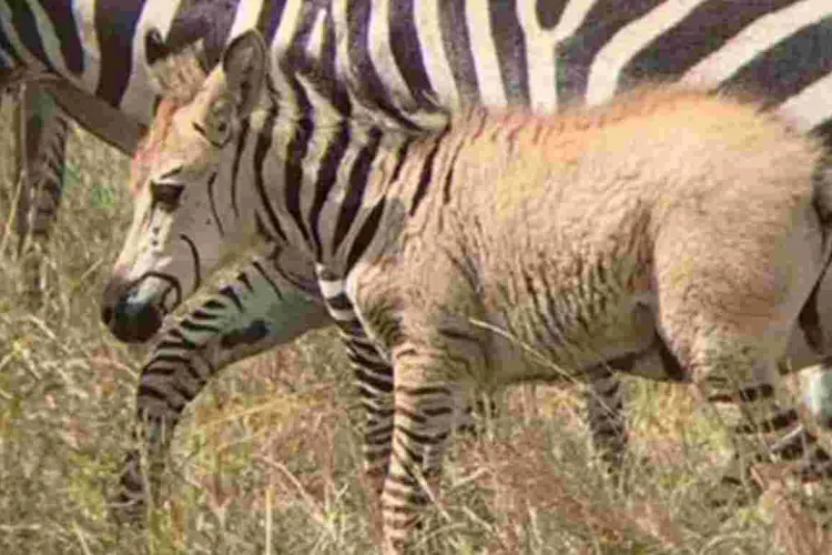 Another Rare Zebra Sighted in the Maasai Mara