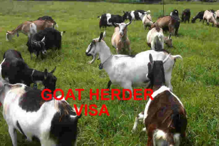 USCIS Proposes Change in H-2A Goat/Sheep Herders Visa Petitions
