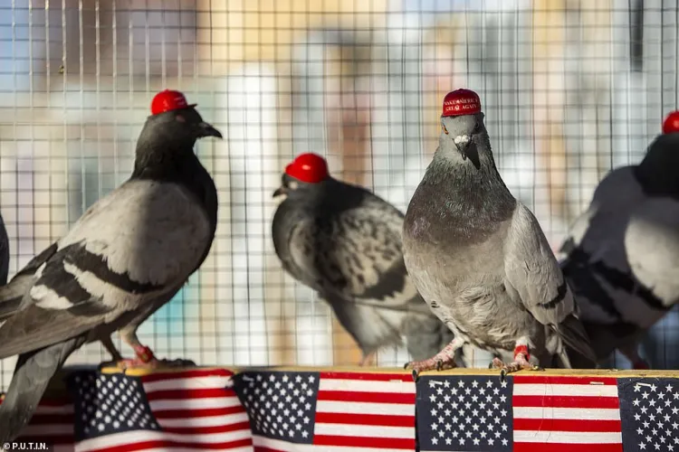 Pigeons with 'Make America Great Again' Hats Glued to their heads Released in Las Vegas