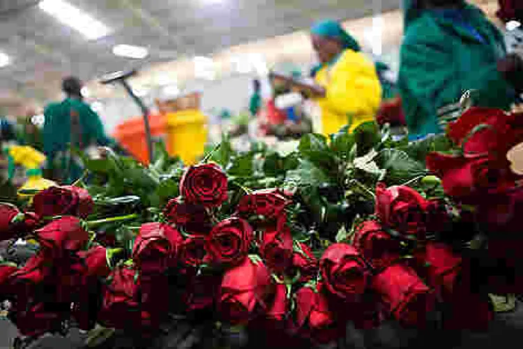 UK Topples US, Netherlands to Become 3rd Largest Buyer of Kenyan Products