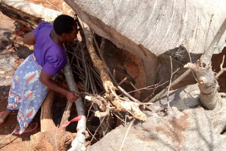 Pregnant Kenyan Woman and Her 6 Kids Live Inside Tree Stump for Months [PHOTOS]