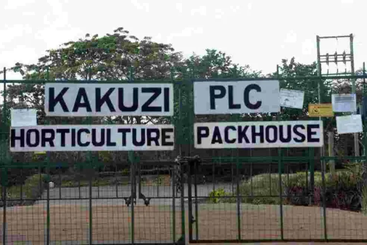 More UK, German Retailers Cut Avocado Supplies by Kenyan Producer Kakuzi