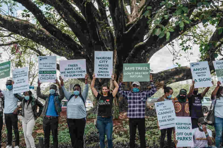 Uhuru Comes to the Rescue of 100-Year-Old Mugumo Tree Located in Westlands, Nairobi 