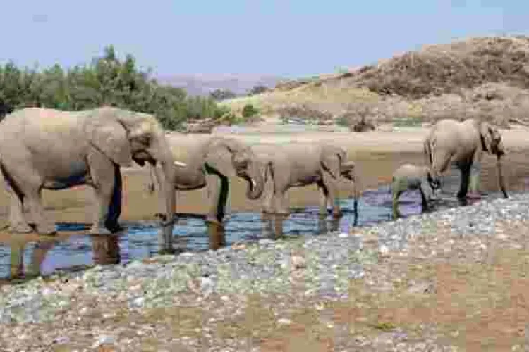 Namibia to Sell 170 'High-Value' Elephants Amid Drought and Rising Population  