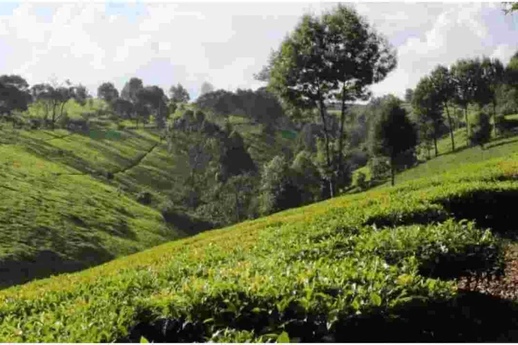 Why Wealthy Kenyans are Fleeing Posh Nairobi Estates for Tigoni and Miotoni 