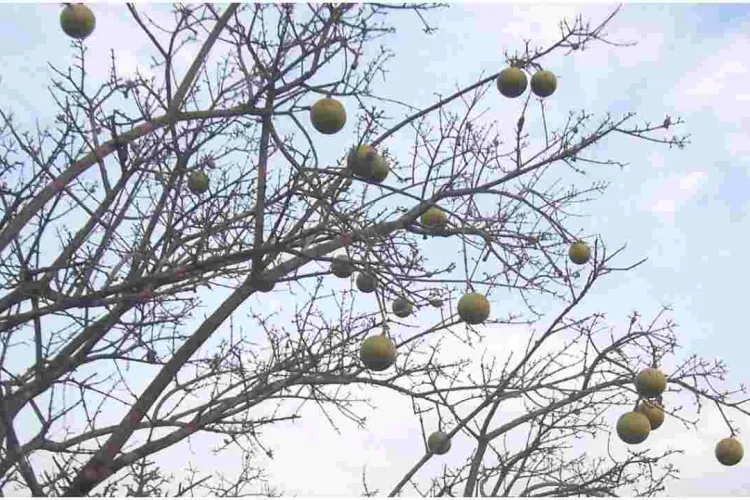 25 Members of the Same Family Die After Eating Wild Fruits and Plants 