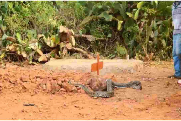 Residents Stunned as ‘Mourning’ Python Slithers into Venom Extractor’s House Before Lying on His Grave 