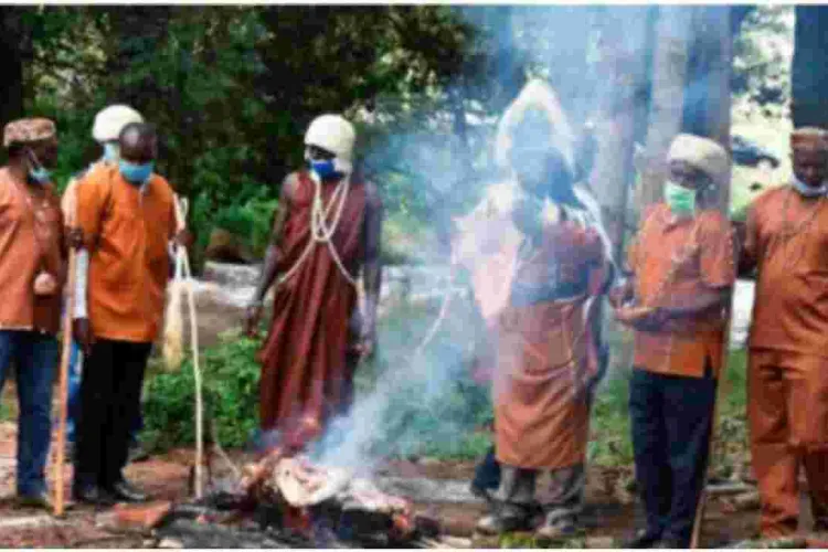  Chinese Contractor Seeks Kikuyu Elders' Help to Uproot a ‘Mugumo’ Tree Hindering Construction of Sh14 Billion Highway 