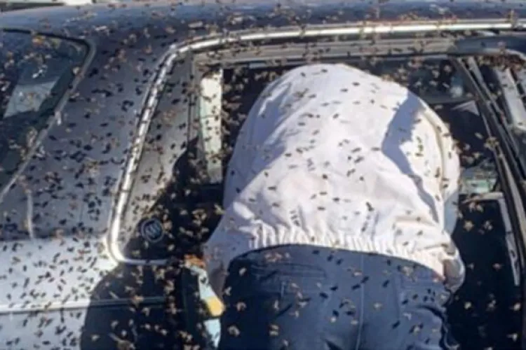 KRA Officer Dies After Attack by a Swarm of Bees in His Car 