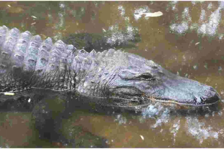 Kenya on the Brink of Losing its Only Alligator