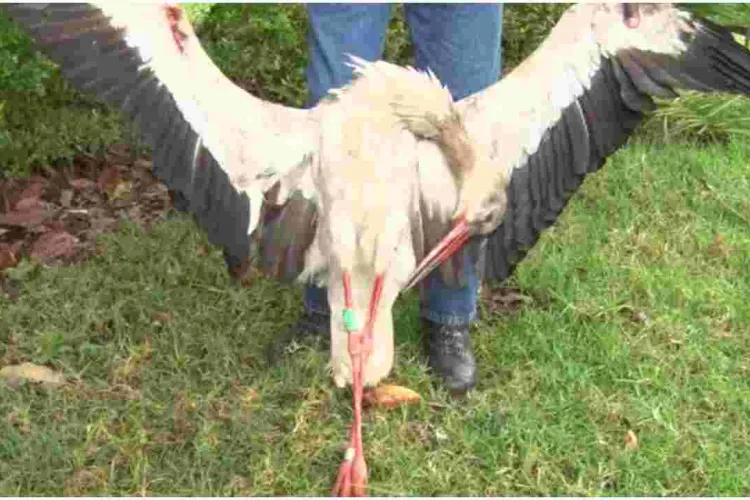 Migratory Bird Electrocuted in Kenya After Flying over 7,000km from Poland 