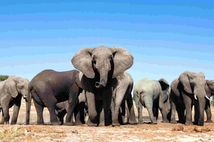 Kenyans Asked to Submit Views on Relocation of 13 Elephants from the UK to Kenya 