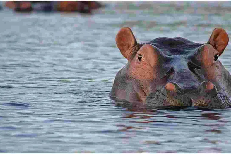 White South African Man Shoots a Black Woman, Claims He Mistook Her for a Hippo 