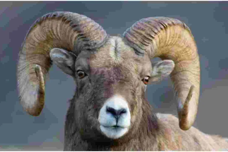Sheep Sentenced to Serve Three Years at a Military Camp for Killing a Woman in South Sudan 