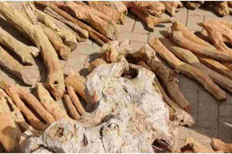 Five Kenyans Arrested Smuggling 1,500 Kilograms of Endangered Sandalwood Worth Sh6 Million