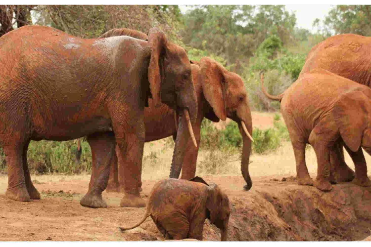 Over 70 Elephants Die in Tsavo National Park Due to Drought
