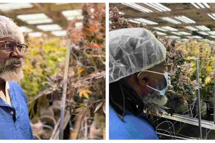 Presidential Contender George Wajackoyah Tours Marijuana Farms in the US 