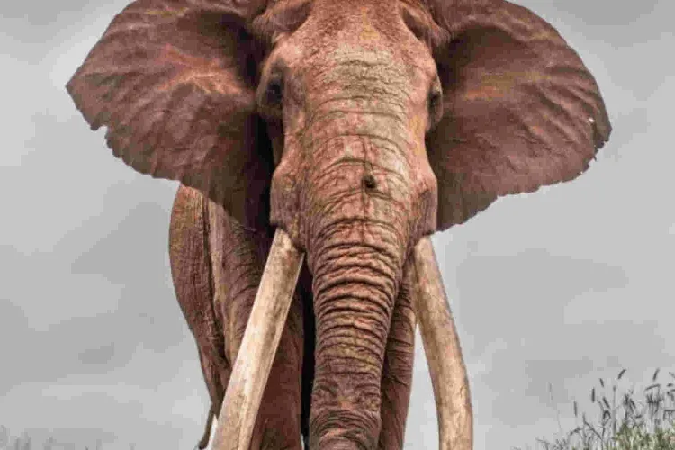 Kenya's Super Tusker Lugard Dies at Tsavo West National Park 
