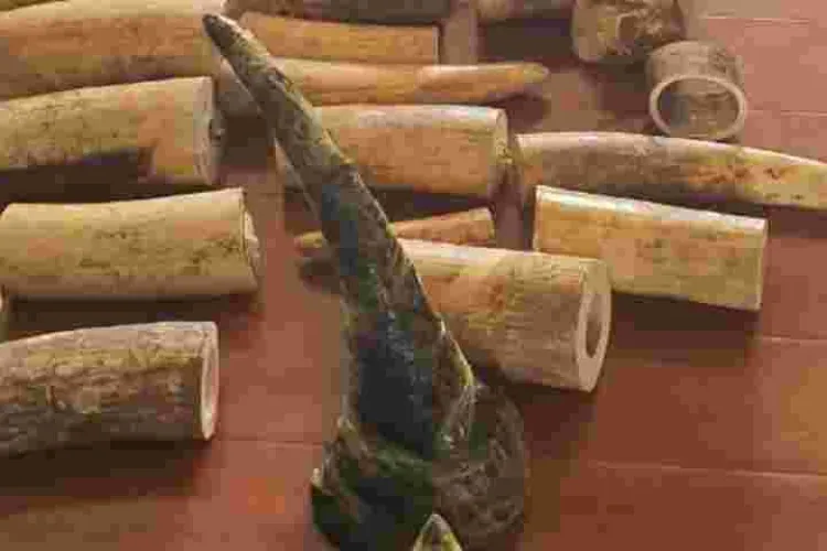 Chinese Man Found Dead in a Nairobi Apartment, Game Trophies Recovered 