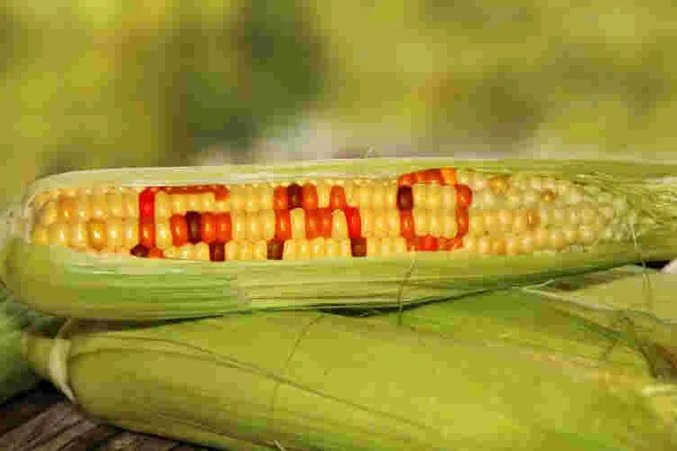 Gov't Set to Appeal High Court Ruling on GMO Crops Ban