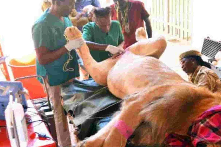 Three-Year-Old Lion Undergoes Vasectomy in Nairobi