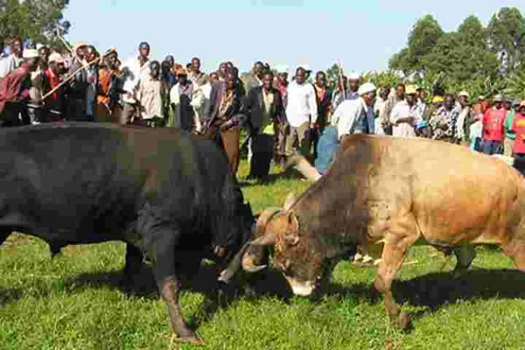Kenyan Man Killed During a Bullfighting Match 