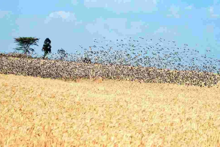 Gov’t to Kill 5.8 Million Quelea Birds After Kisumu Invasion