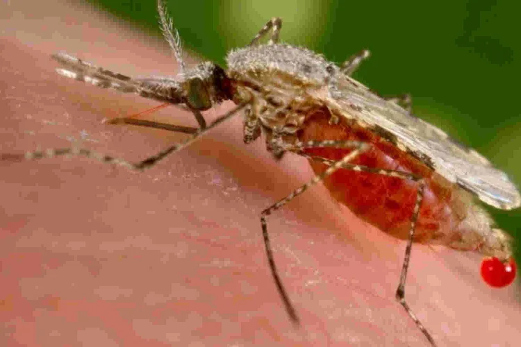Alarm as Researchers Discover a Dangerous Malaria Vector in Kenya