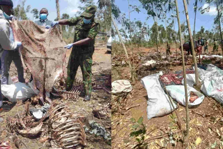 Two Arrested After Police Raid an Illegal Donkey Abattoir in Kiambu
