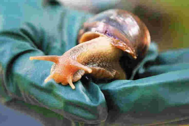 JKUAT Secures Sh128 Million to Make Cough Syrup from Snails